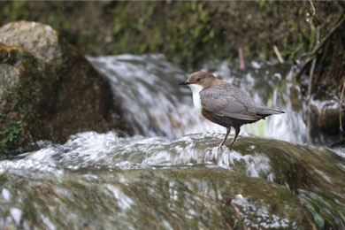 Wasseramsel (Foto: Dieter Hopf, LBV Bildarchiv)