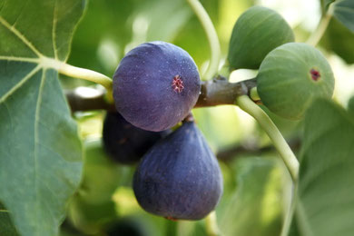 fig tree generation Israel, rapture 2022