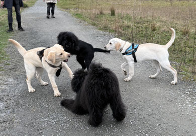 Welpen im Freispiel im Welpenkurs von Rundum Glückshund Bergisch Gladbach