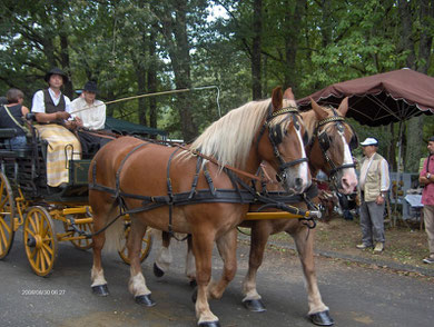 Promenades en attelage