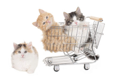 Katzen kaufen, Bild: canstockphoto