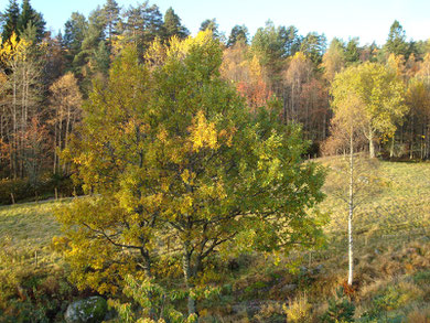 Eichen im frühen Herbst am Teich vor dem Wohnhaus