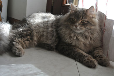 Hercules Aqua Marina of Night Melody - Gatto Siberiano