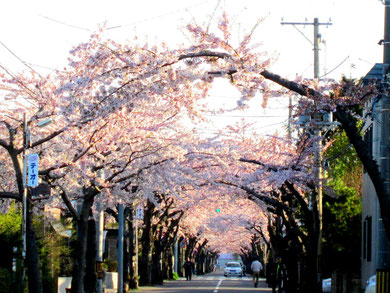 朝日を浴びて輝く桜トンネル画像