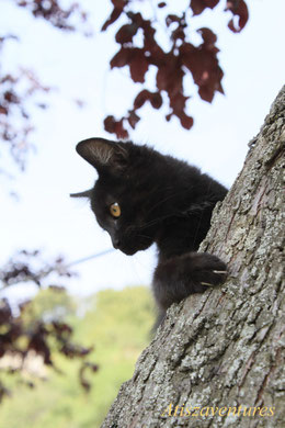 petit chaton noir accroché sur un arbre