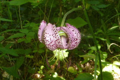 Lys martagon