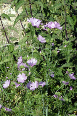Mauve