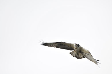 Balbuzard pêcheur © E. LAUCHER