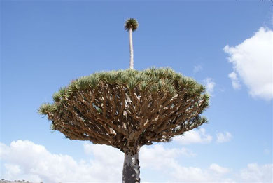 Socotra -