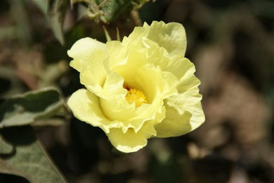 Ica - Nazca: Baumwolle - Blühte