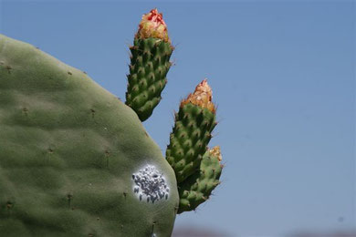 Ica - Nazca: Kaktusblüte