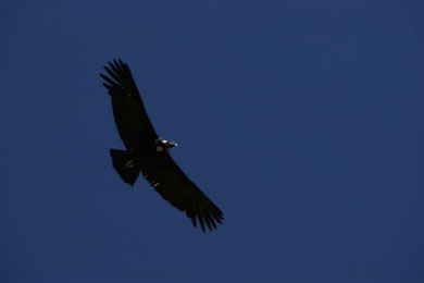 Fahrt zum Colca Canyon: Der Condor