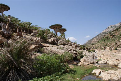 Socotra
