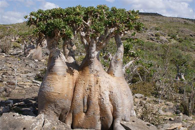 Socotra -