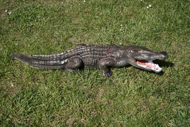 aligator  frantz bogen zone tué 4