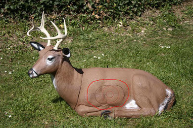 cerf couché delta zone tué 13