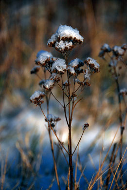 Wild marjoram seed heads