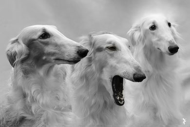 "APATHETIC CERBERUS" (JAPAN 2019)