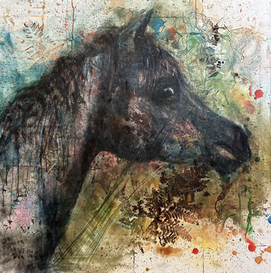 100x100 arabian stallion foal
