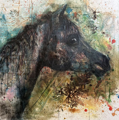 100x100 stallion foal