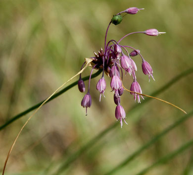 Lauch, Ross-, Allium oleraceum