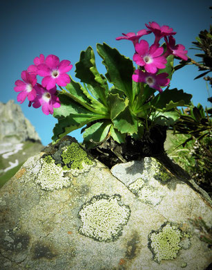 Primel, Rote Felsen-, Primula hirsuta im Hohliecht auf Granit mit Flechten