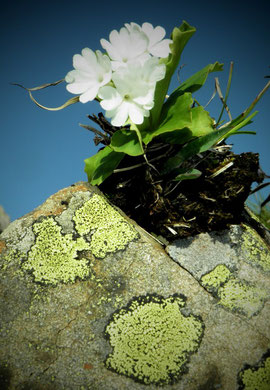 Primel, Weisse Felsen-, Primula hirsuta im Hohliecht auf Granit mit Flechten