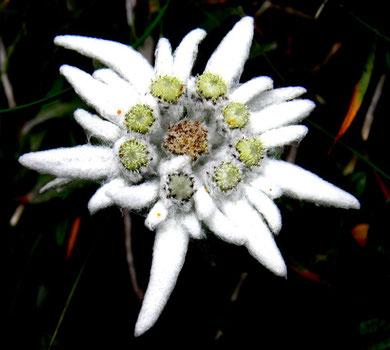 Edelweiss, Leontopodium alpinum