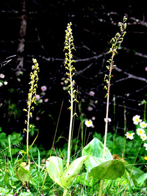 Grosses Zweiblatt, Epipactis palustris