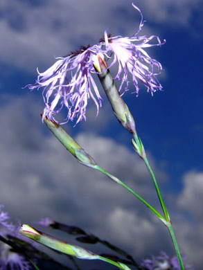 Nelke, Pracht-, Dianthus superbus