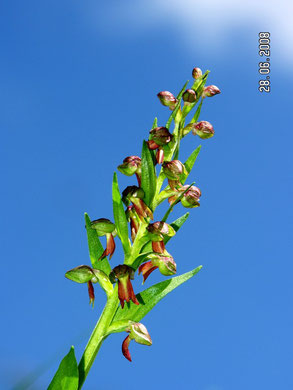 Hohlzunge, Coeloglossum viride, Orchidee