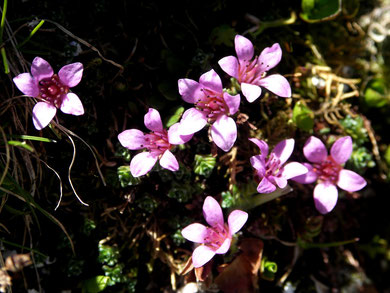 Azalee, Alpen-, Loiseleuria procumbens