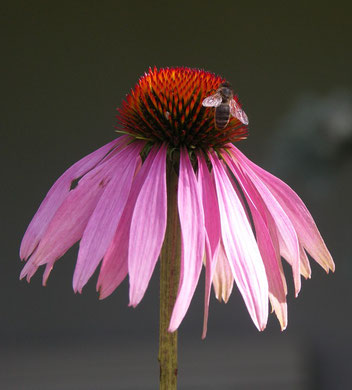 Sonnenhut, Echinacea purpurea