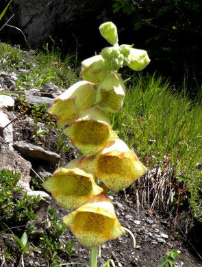 Fingerhut, Grossblütiger-, Digitalis grandiflora
