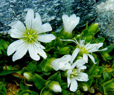Hornkraut, Alpen-, Cerastium alpinum