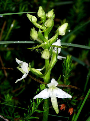 Weisses Breitkölbchen, Platanthera bifolia