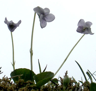 Veilchen, Sumpf-, Viola palustris