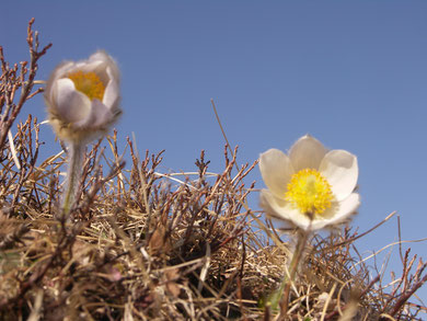 Anemone, Frühlings-, Pulsatilla vernalis