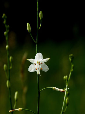 Lilie, Aestige Gras-, Anthericum ramosum