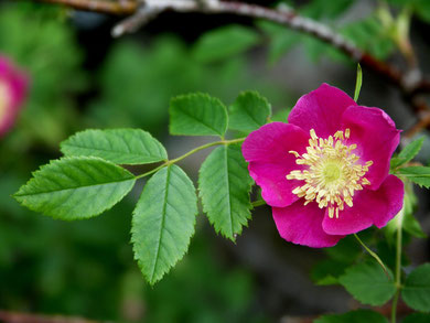 Rose, Alpen Hag-, Rosa pendulina