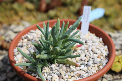Malephora crocea