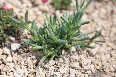 Malephora crocea