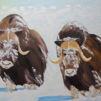Moschusochsen im Schnee, 80 x 100 cm. Öl auf Leinwand.