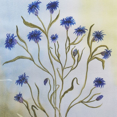 Kornblumen