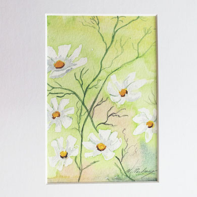 Margeriten, mit Passepartout,