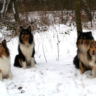 v.li. Ghala, Akani, Balou und Bjarki