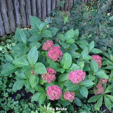 Hortensie Endless Summer reinweiß bis rot im Verblühen