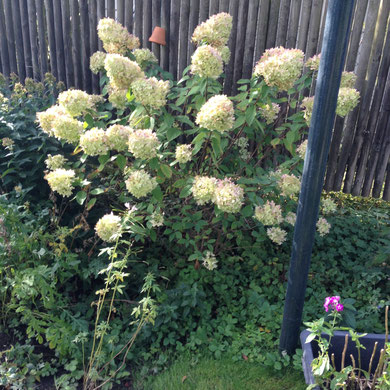 Hortensie paniculata Rispenhortensie Limelight weiß grünlich