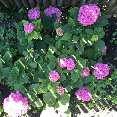 Bauernhortensie rosa