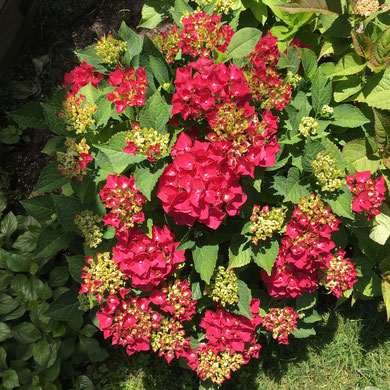 Bauernhortensie rot